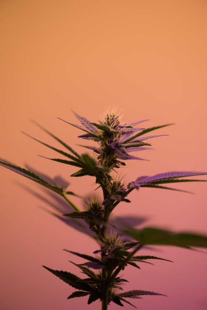 weed plant