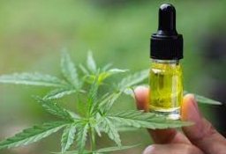 cbd oil